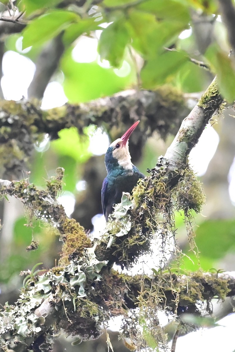 White-headed Woodhoopoe - ML614103326