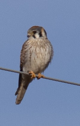 American Kestrel - ML614103346