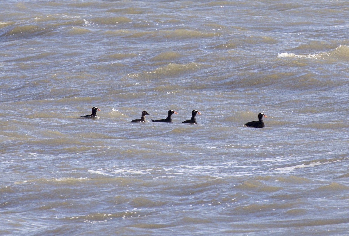 Surf Scoter - ML614103389