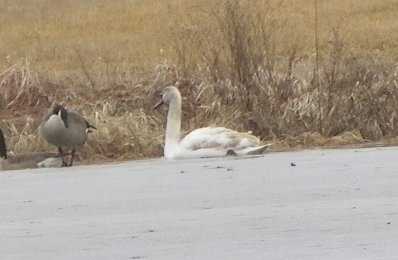 Mute Swan - ML614103453