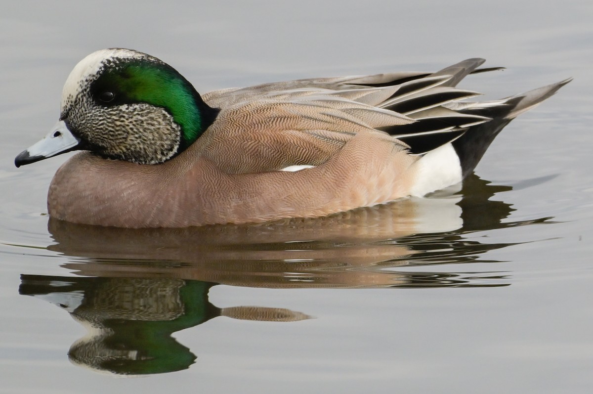 American Wigeon - Jeff Goulding