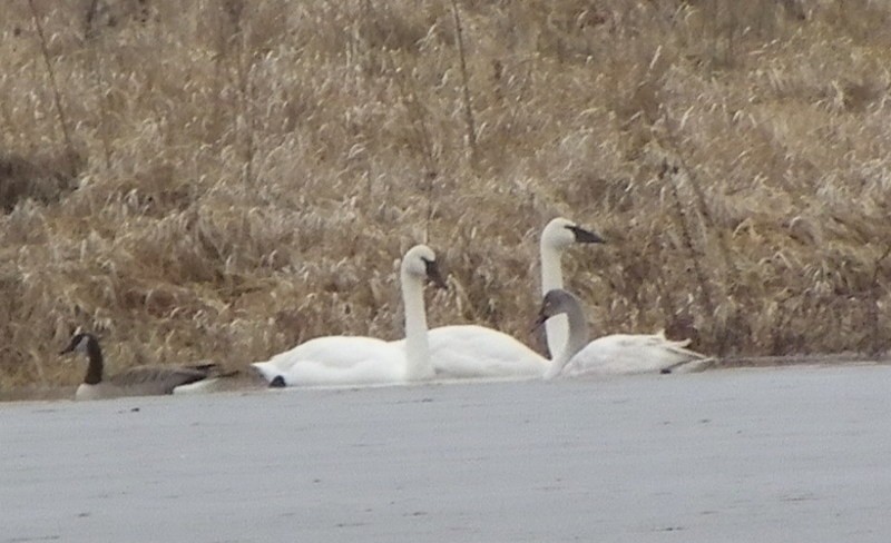 Cygne trompette - ML614103467