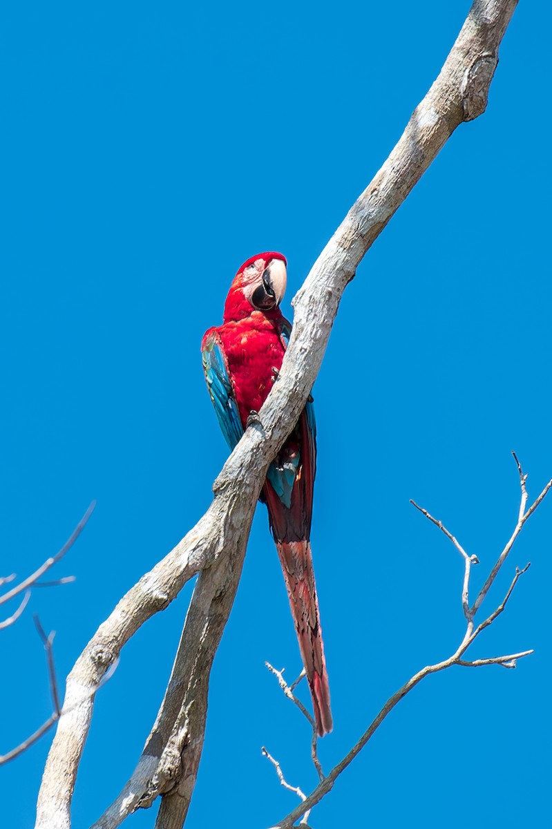 Red-and-green Macaw - Marcelo  Telles