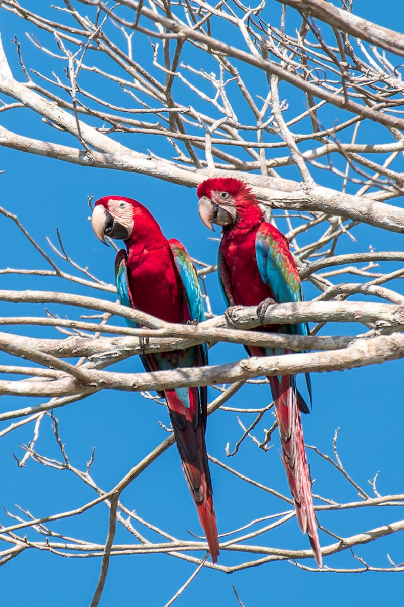 Guacamayo Aliverde - ML614103489