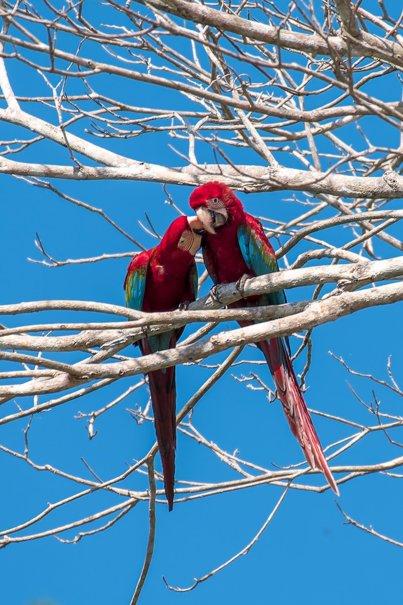 Red-and-green Macaw - Marcelo  Telles