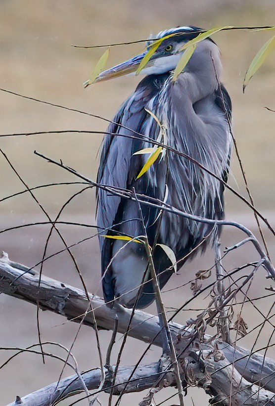 Great Blue Heron - ML614103498