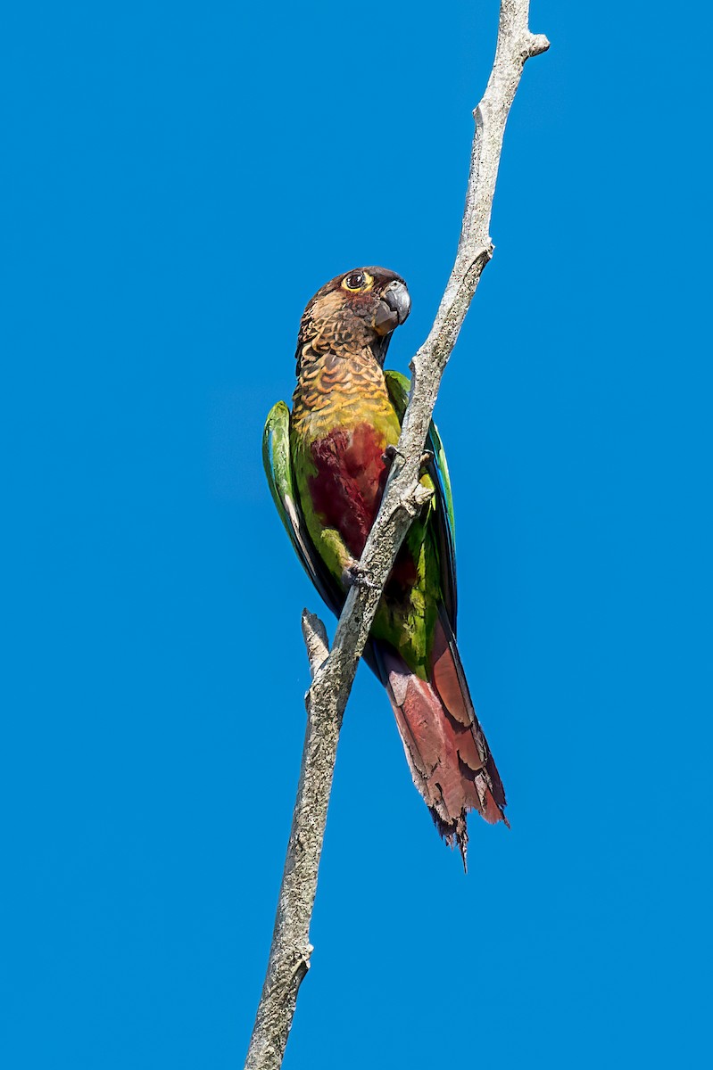 Santarem Parakeet - ML614103508