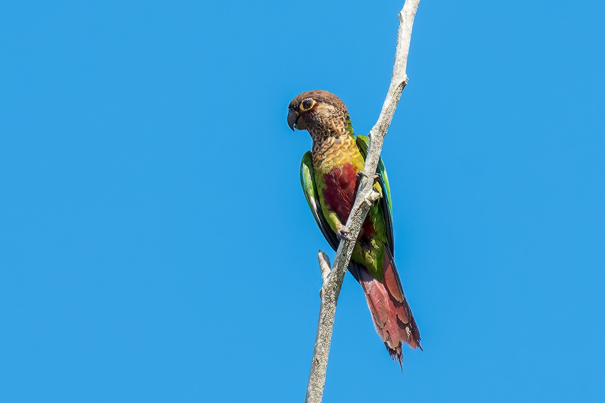 Conure de Hellmayr - ML614103509