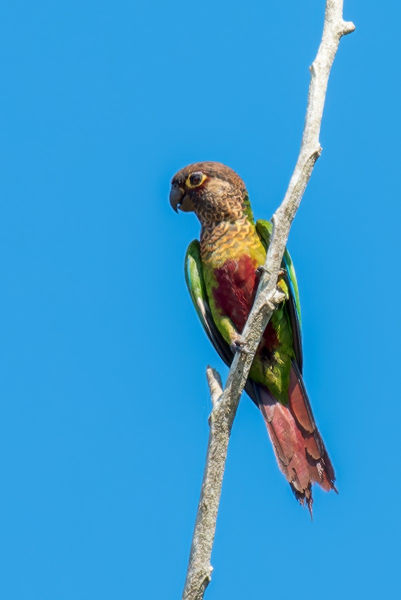 Santarem Parakeet - ML614103511