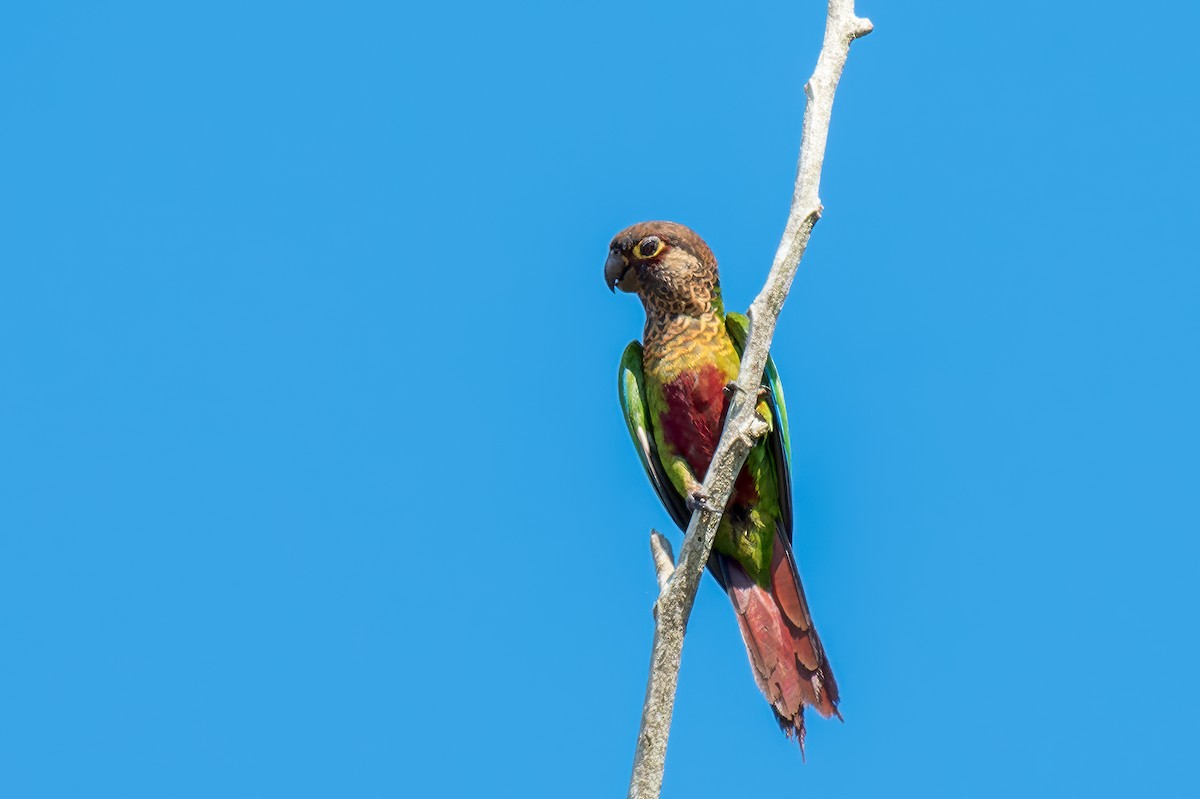 Conure de Hellmayr - ML614103512