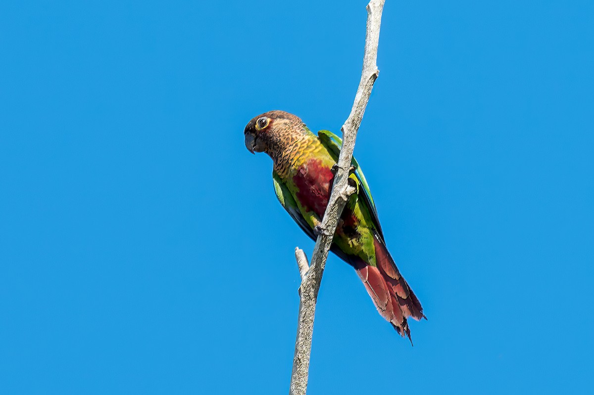 Santarem Parakeet - ML614103514