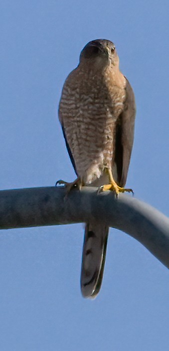 Cooper's Hawk - ML614103519