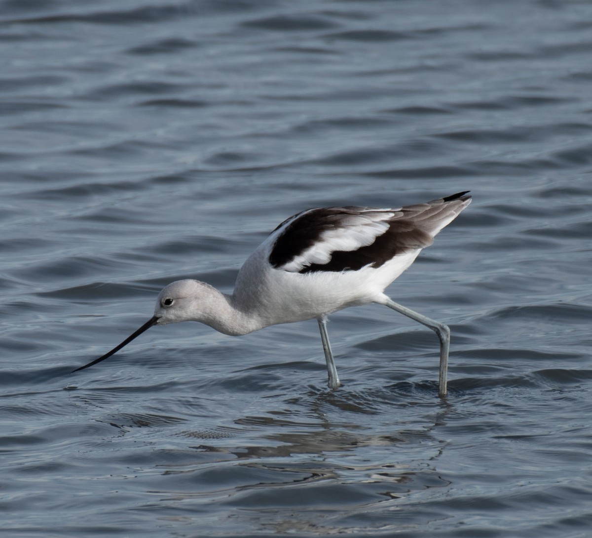 American Avocet - ML614103522