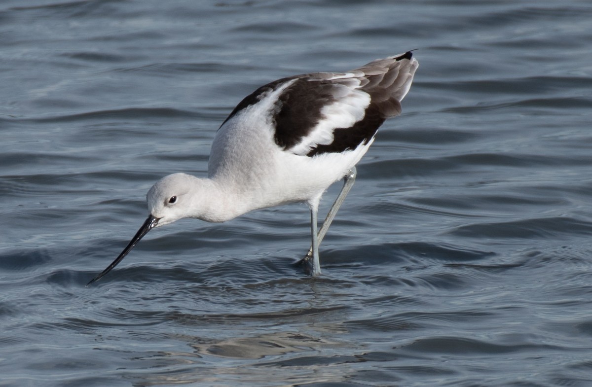 American Avocet - ML614103524