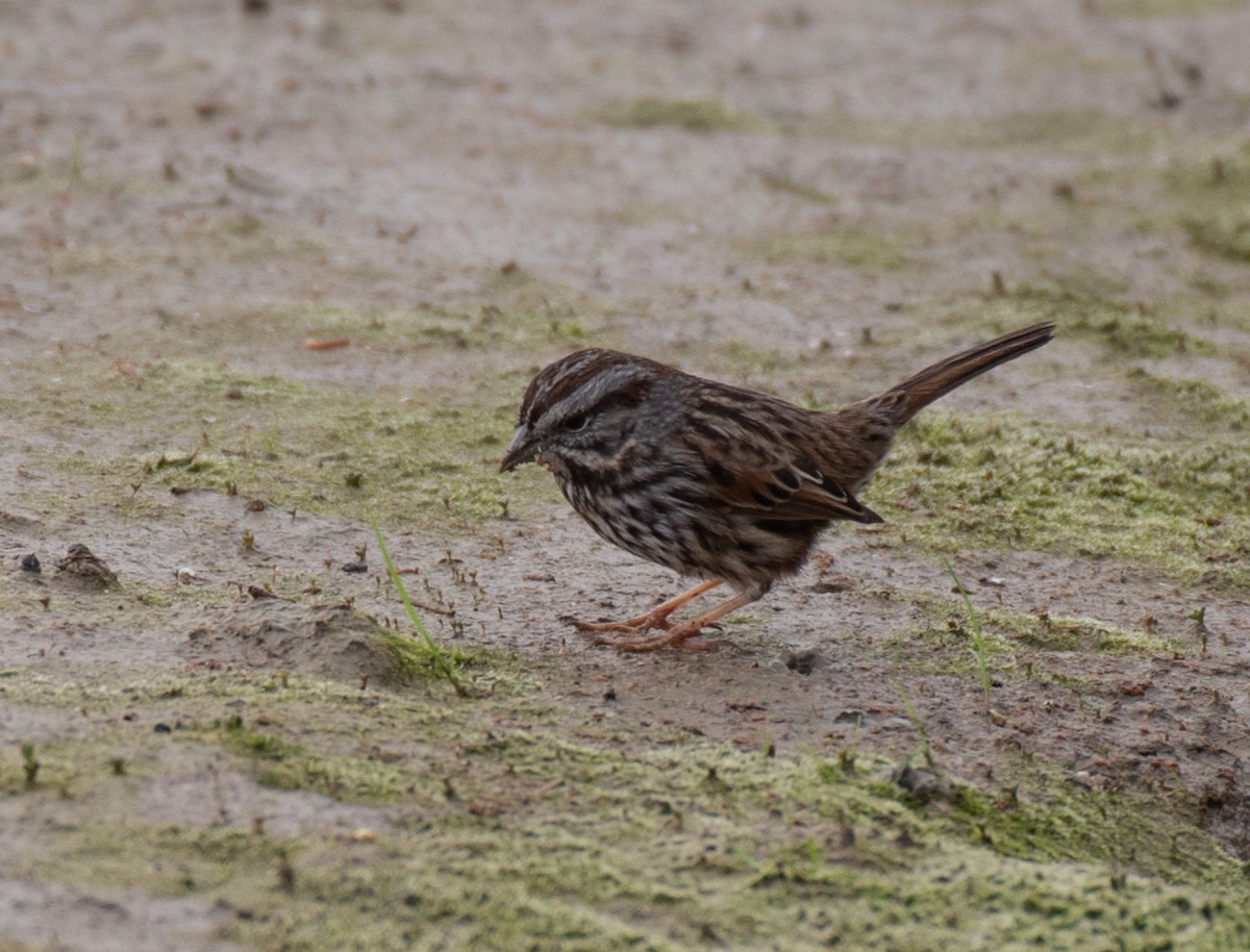 Song Sparrow - ML614103543