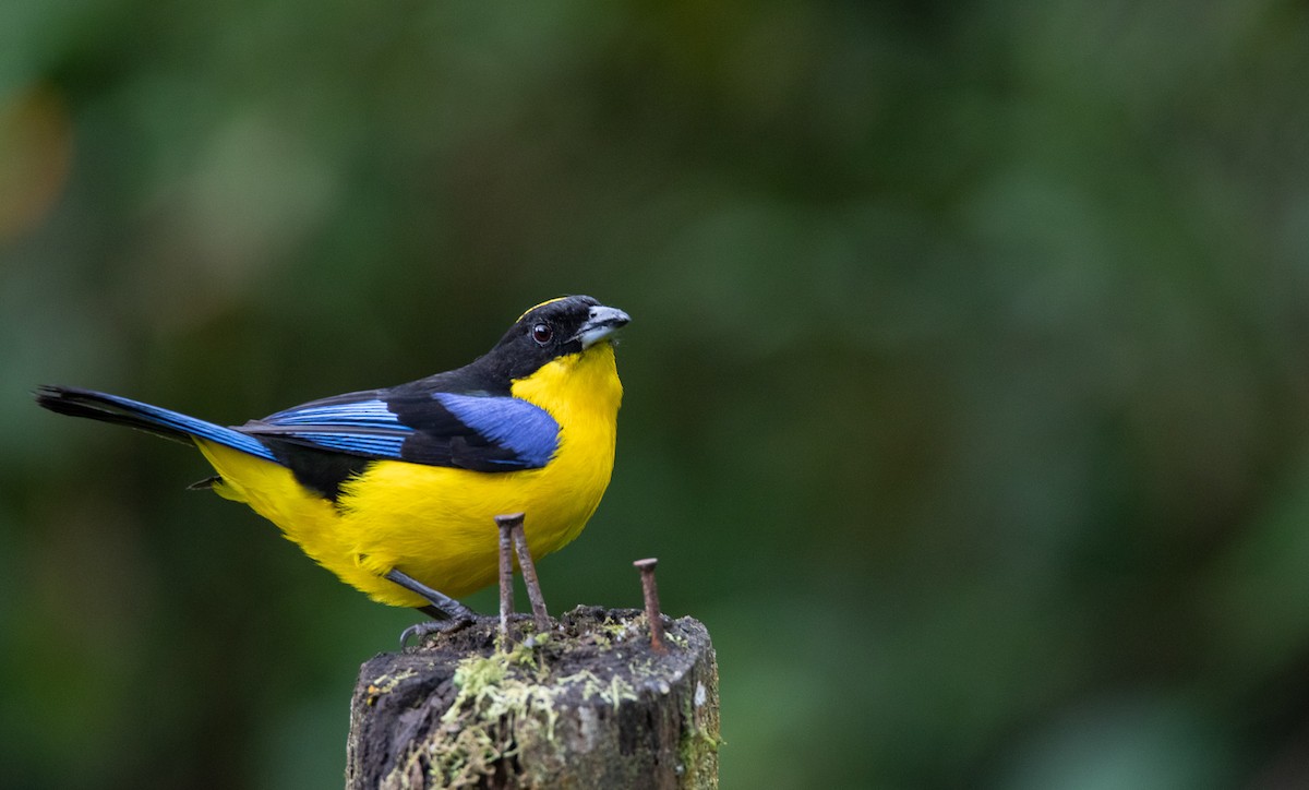 Blue-winged Mountain Tanager - ML614103544