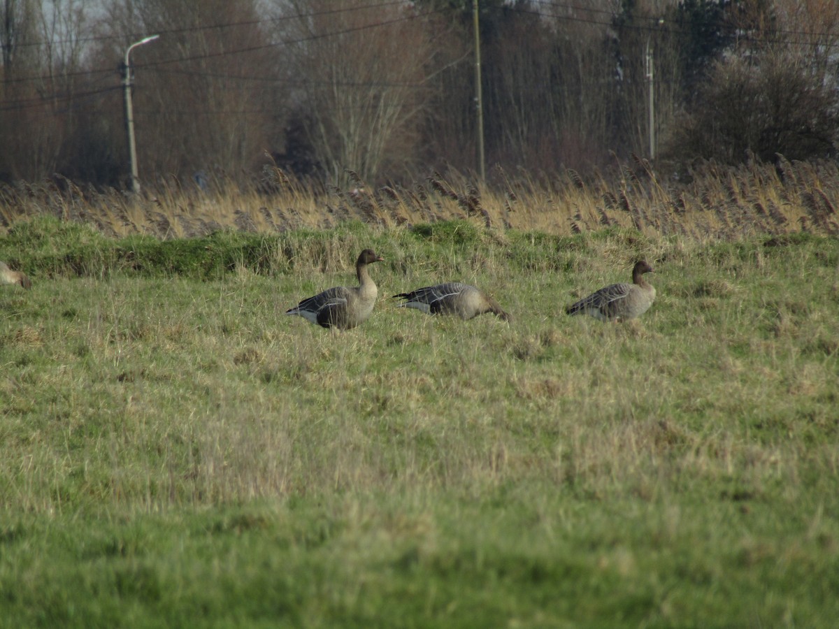 Pink-footed Goose - ML614103575