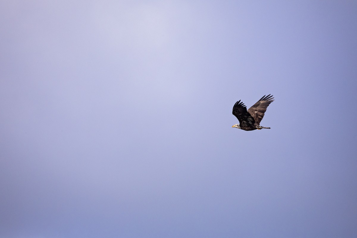 Bald Eagle - ML614103594