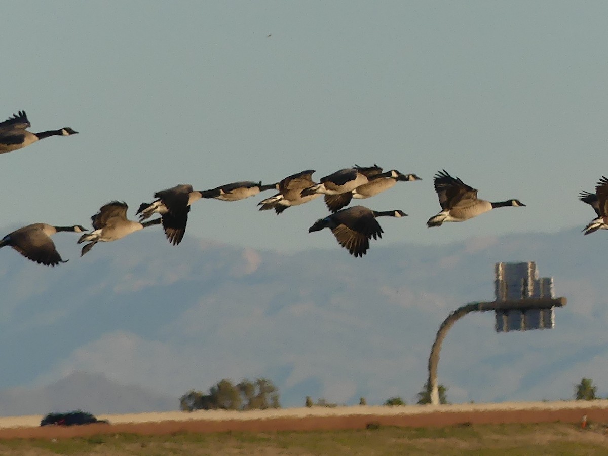 Canada Goose - ML614103604