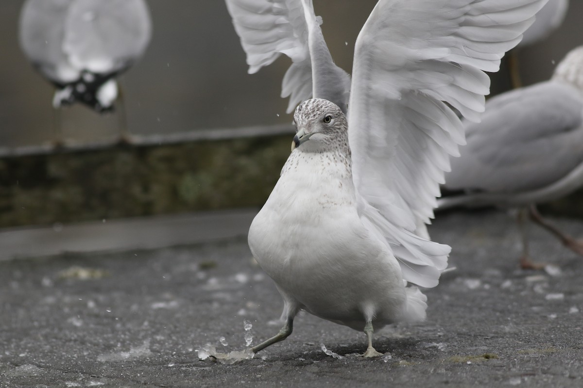 Ring-billed Gull - Lily Morello