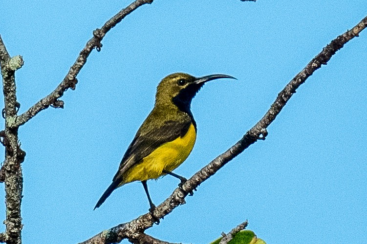 Sahul Sunbird - James Hoagland