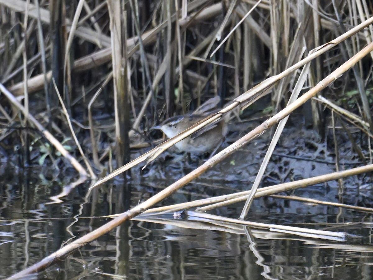 Marsh Wren - ML614103633