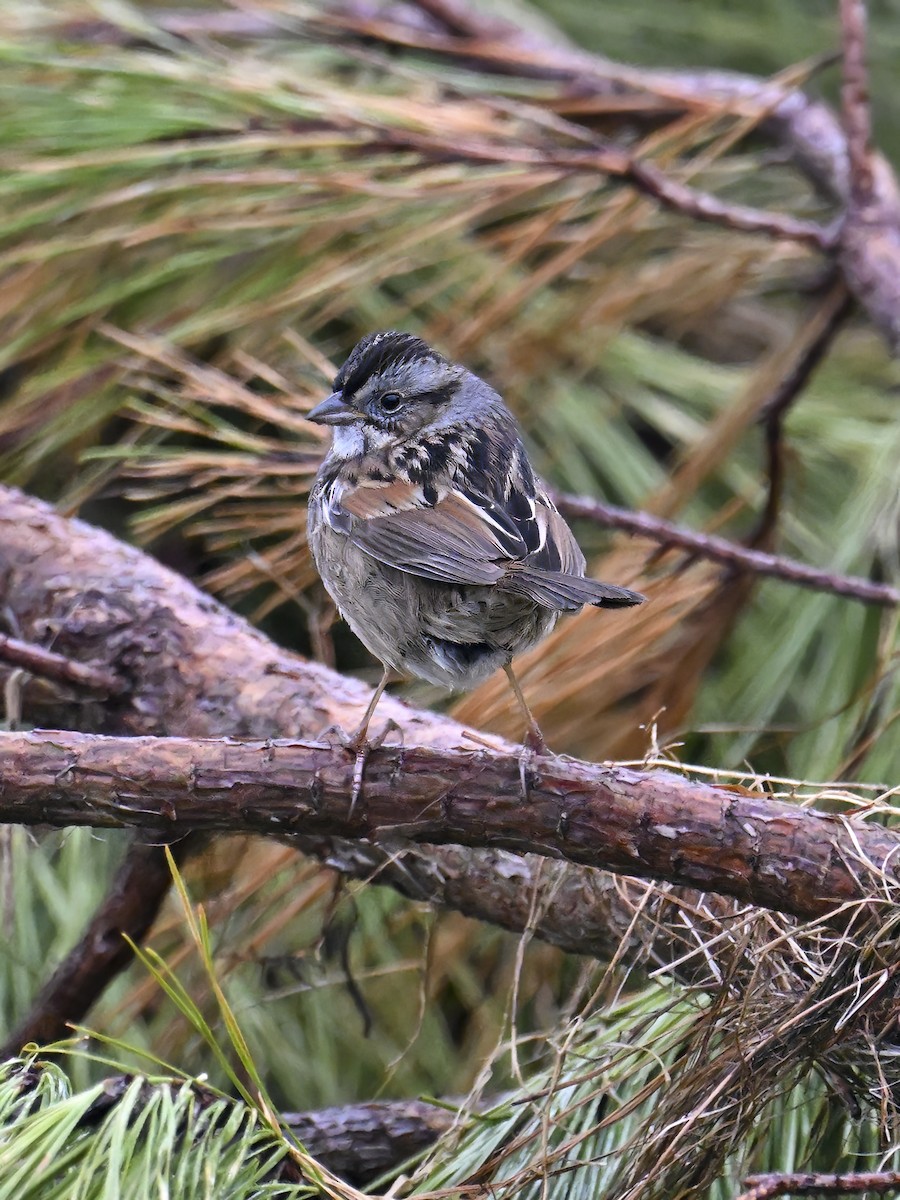 Swamp Sparrow - ML614103649