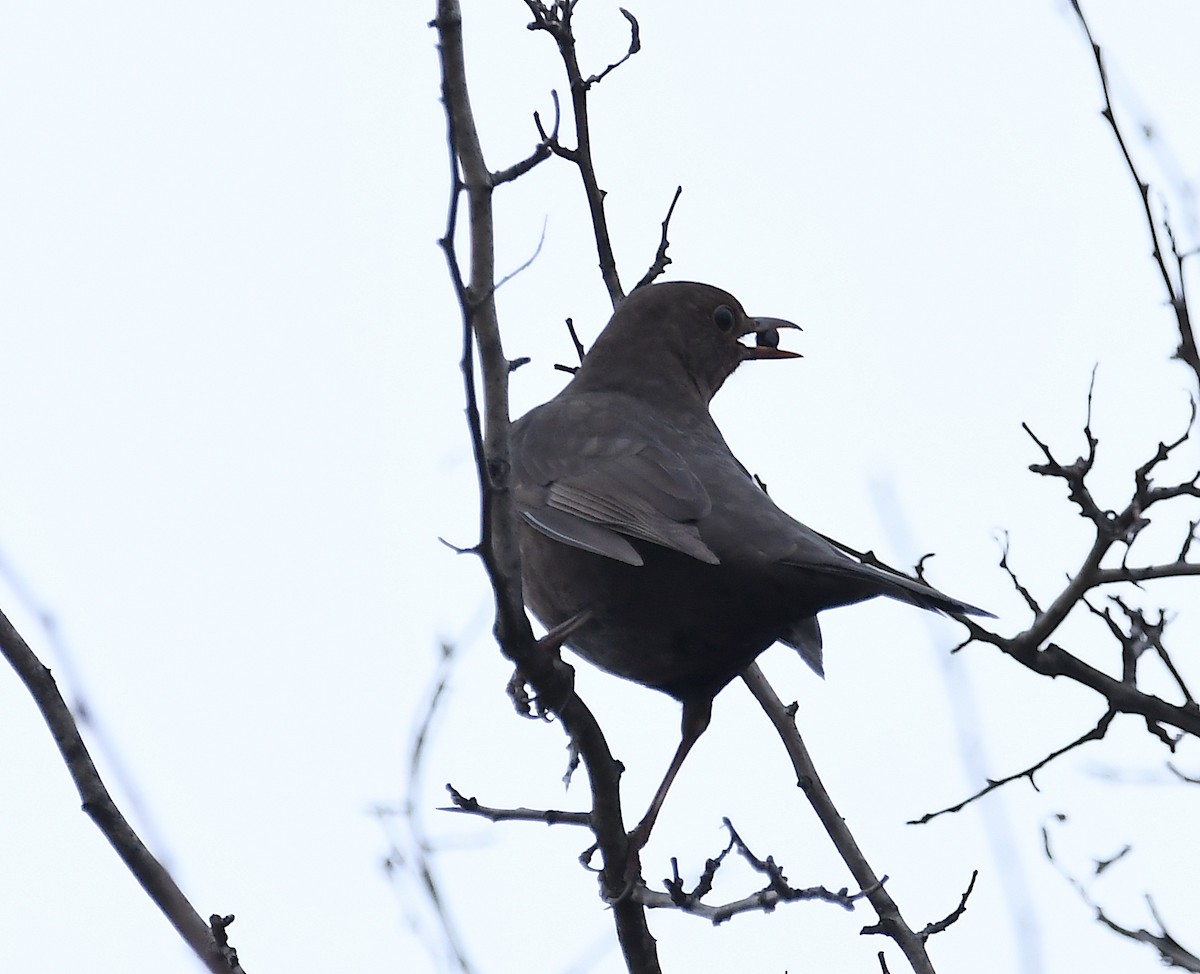 Eurasian Blackbird - ML614103686