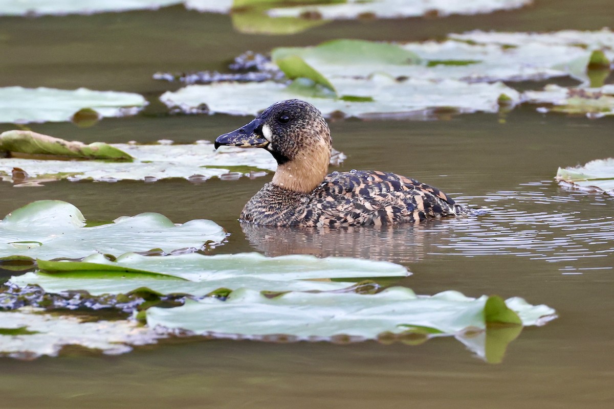 White-backed Duck - ML614103691