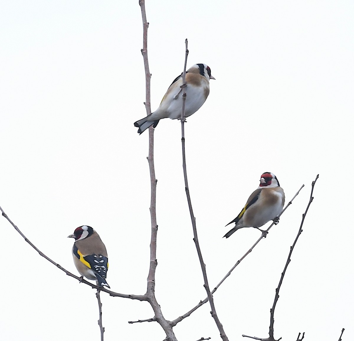 European Goldfinch - ML614103701