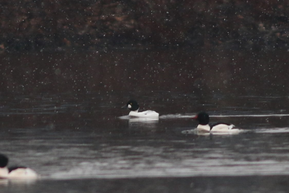 Common Goldeneye - ML614103703