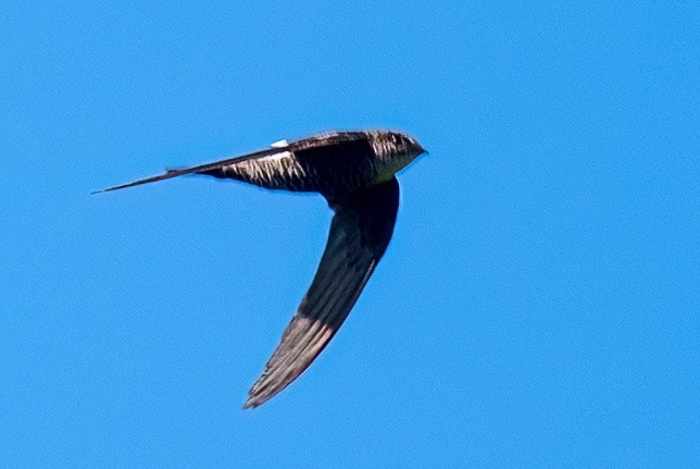 Pacific Swift - ML614103711