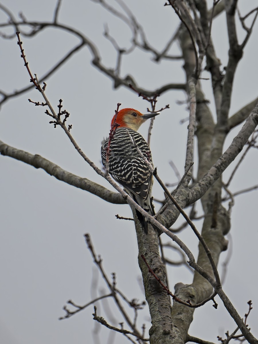 Red-bellied Woodpecker - ML614103718
