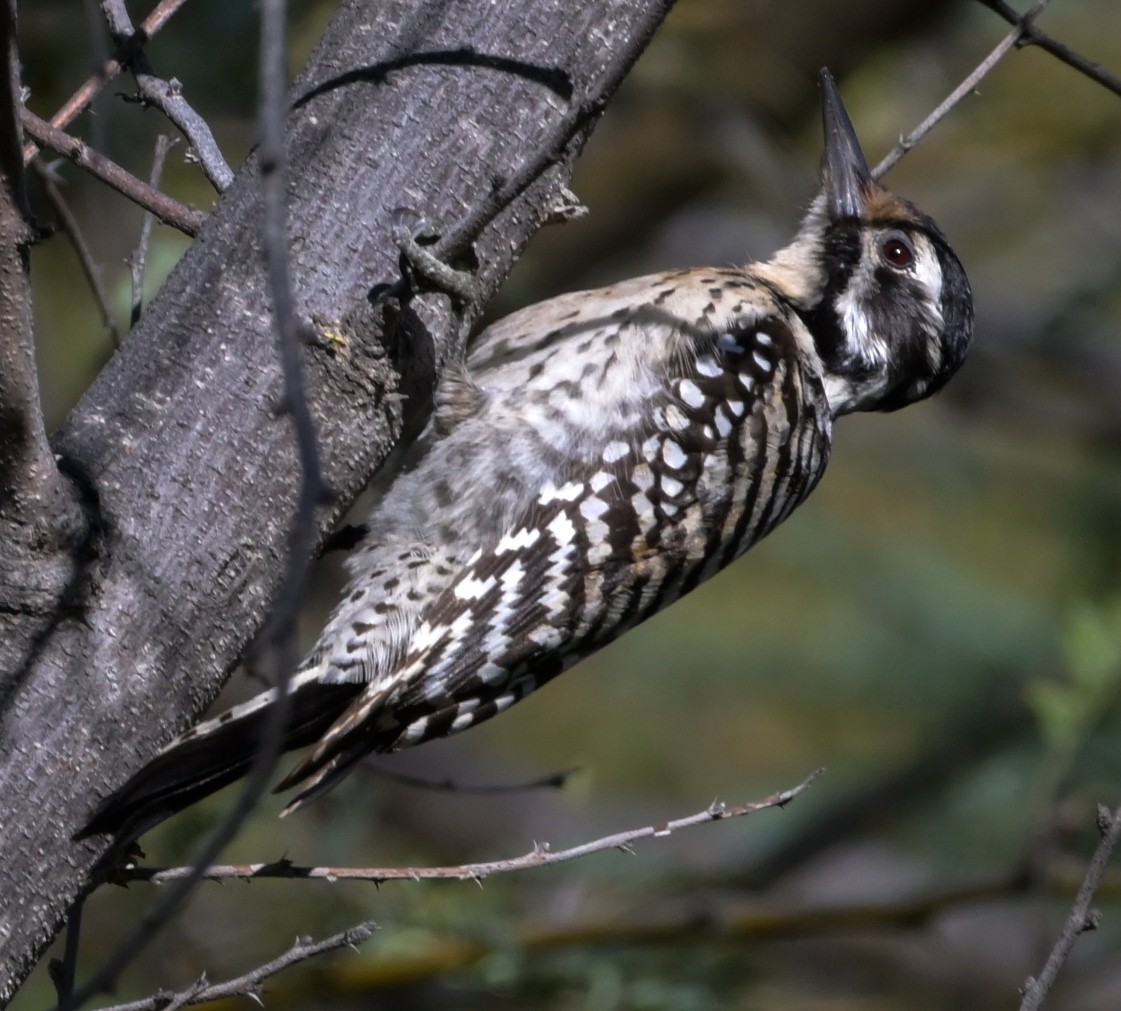 Ladder-backed Woodpecker - Jeff Goulding