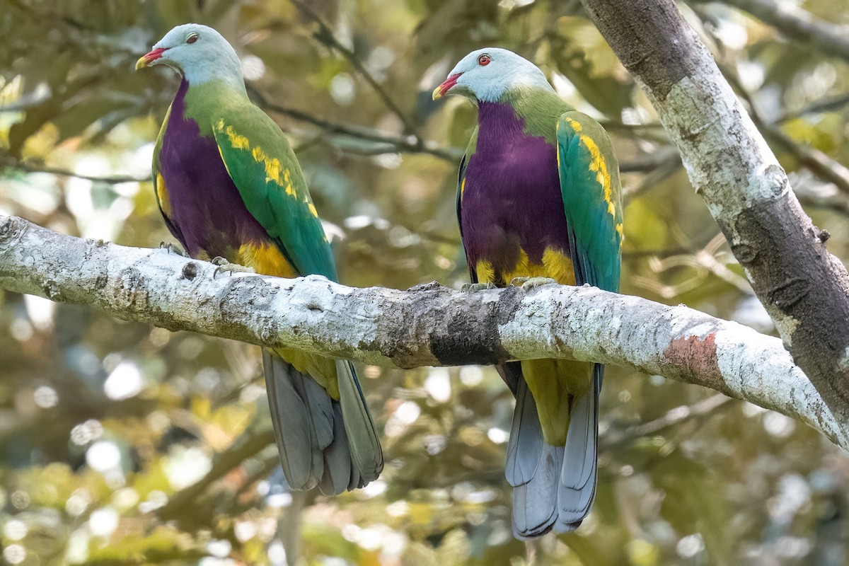 Wompoo Fruit-Dove - ML614103774