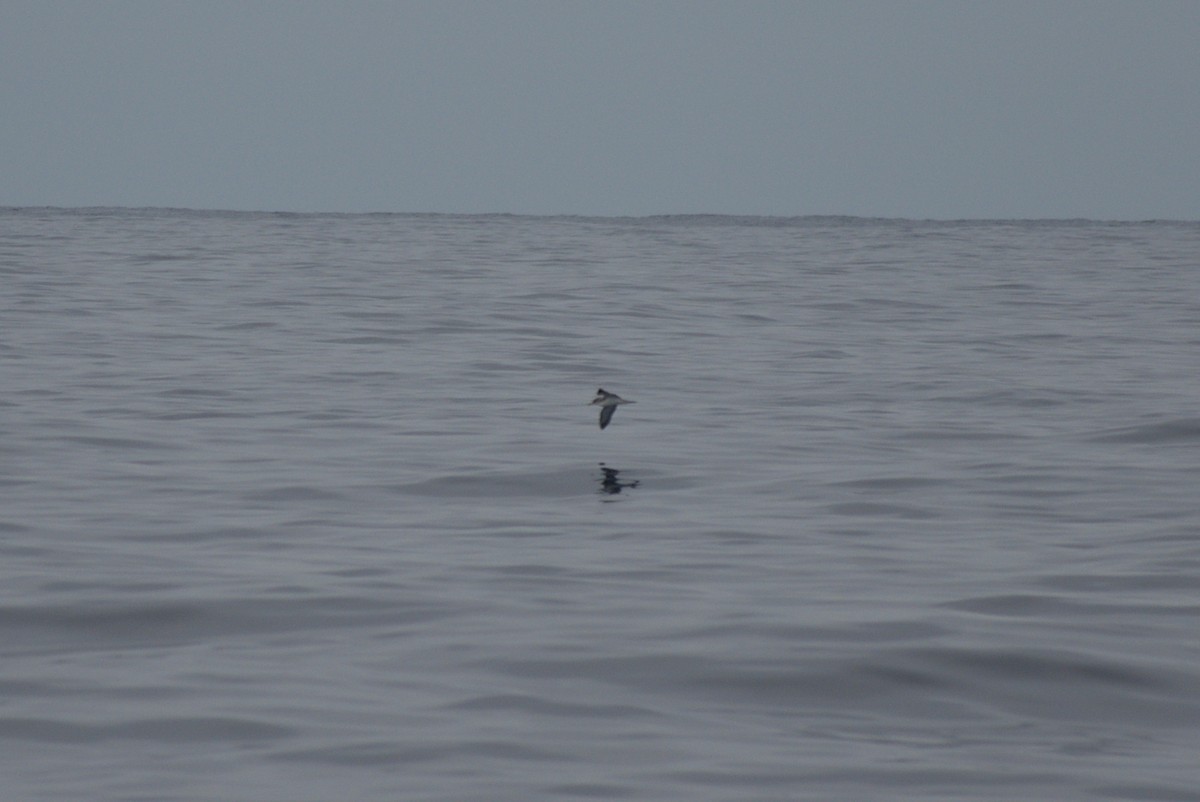 Cory's Shearwater (borealis) - ML614103794