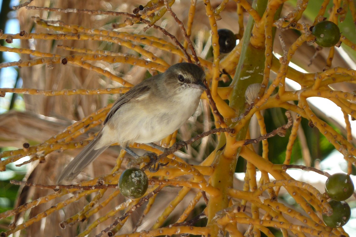 Millerbird - ML614103796