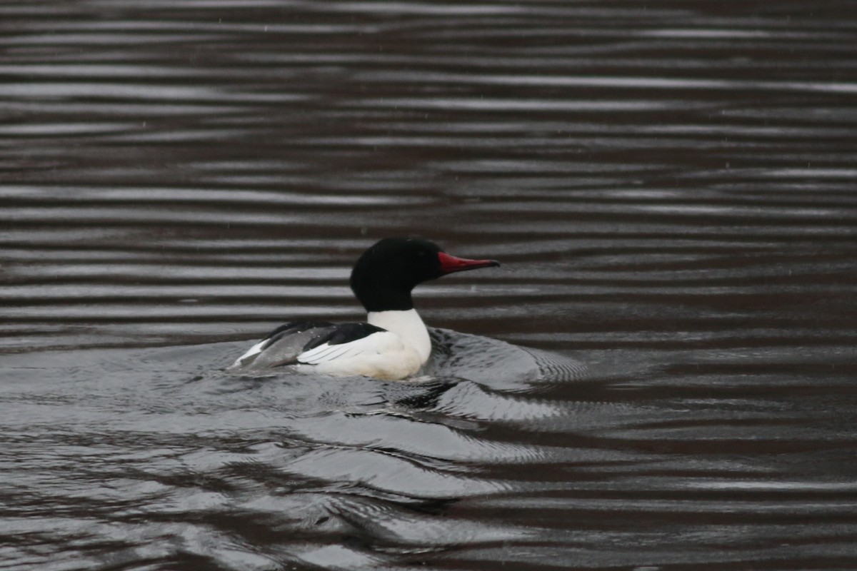 Common Merganser - Lily Morello