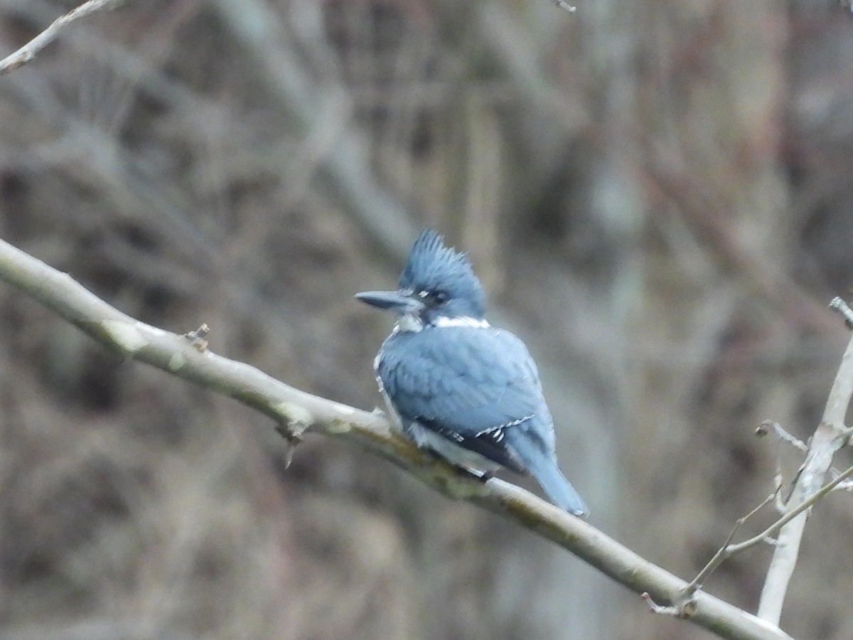 Belted Kingfisher - ML614103857
