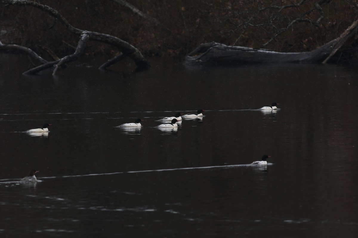 Common Merganser - Lily Morello