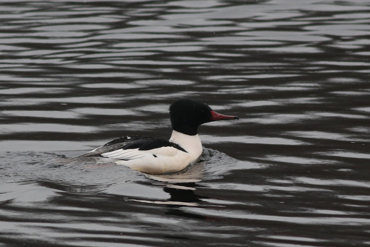 Common Merganser - ML614103886