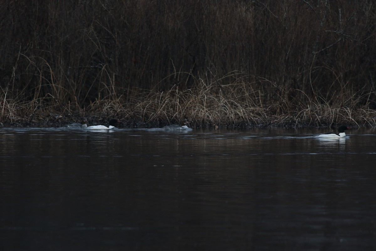 Common Merganser - Lily Morello