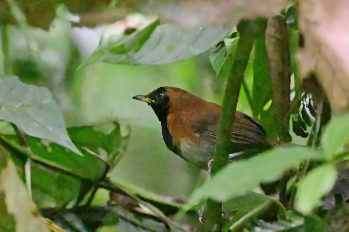 Black-faced Rufous-Warbler - Eileen Gibney