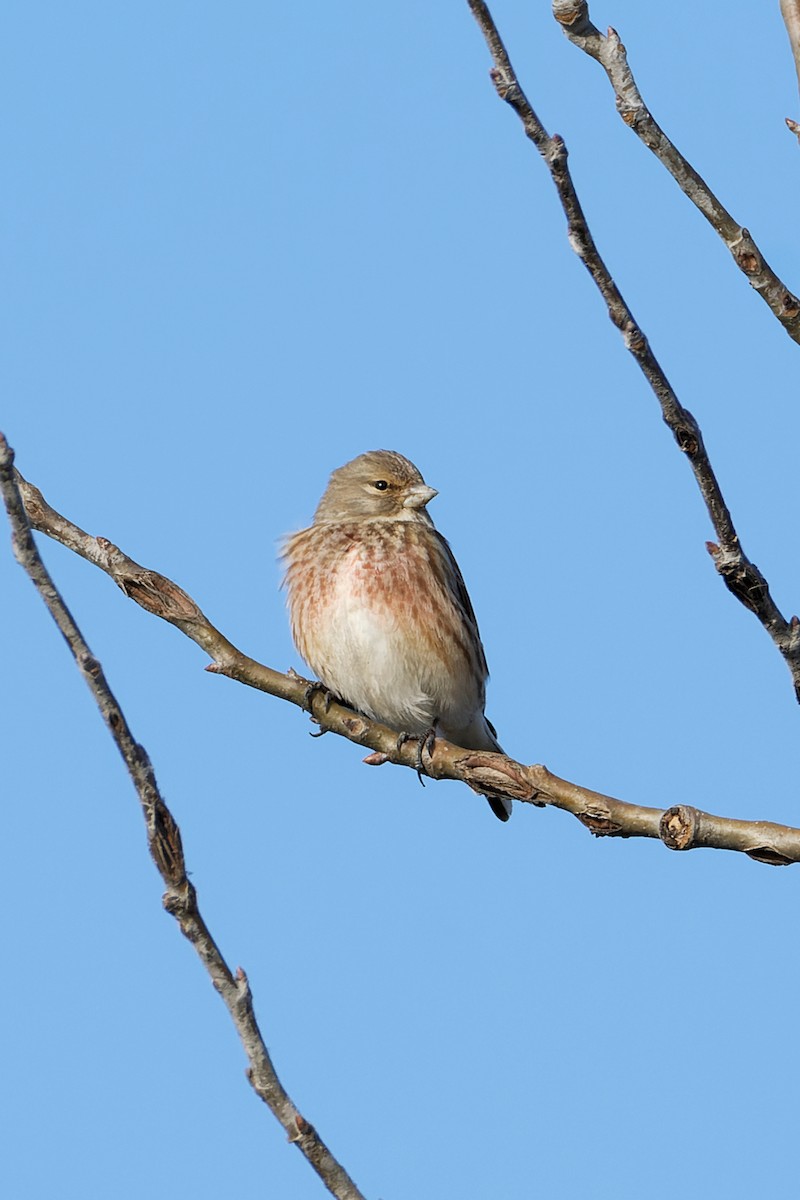 Eurasian Linnet - Gojko Kukobat