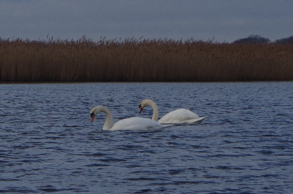 Cygne tuberculé - ML614104004