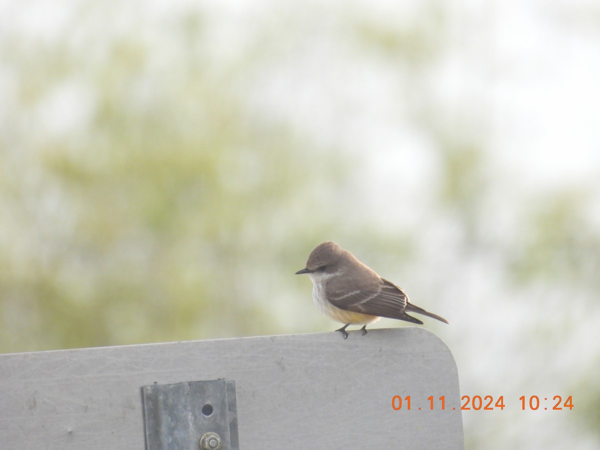 Vermilion Flycatcher - Ann Esmas