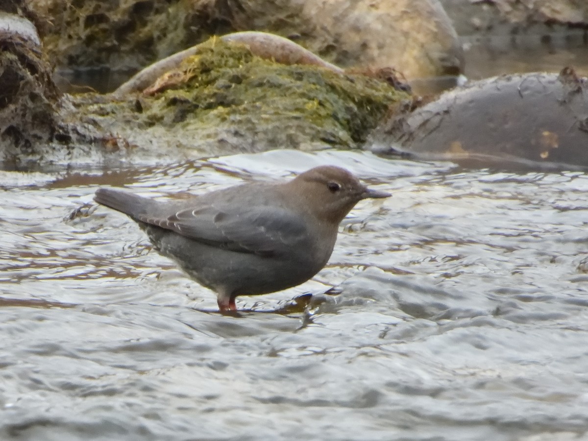 American Dipper - ML614104038