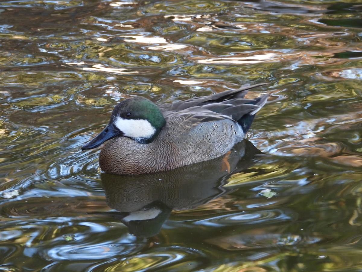 Northern Shoveler x Gadwall (hybrid) - ML614104042