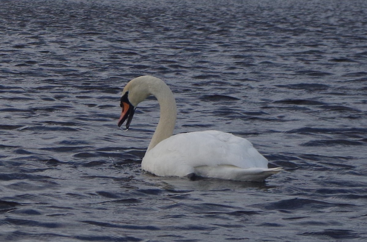 Cygne tuberculé - ML614104096