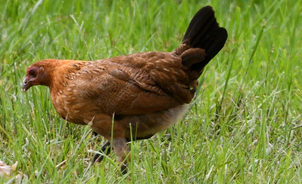 תרנגול בר (מבוית) - ML61410411